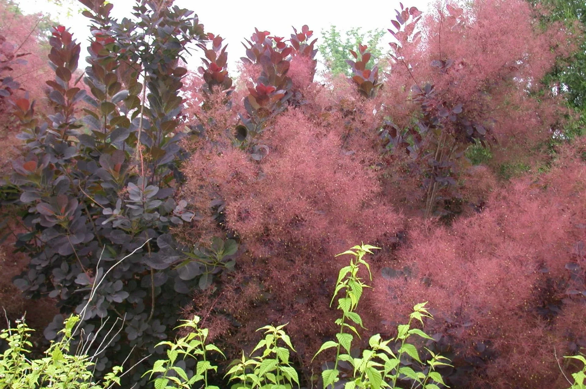 Smoke+tree+%28Cotinus%29+Essential+oil