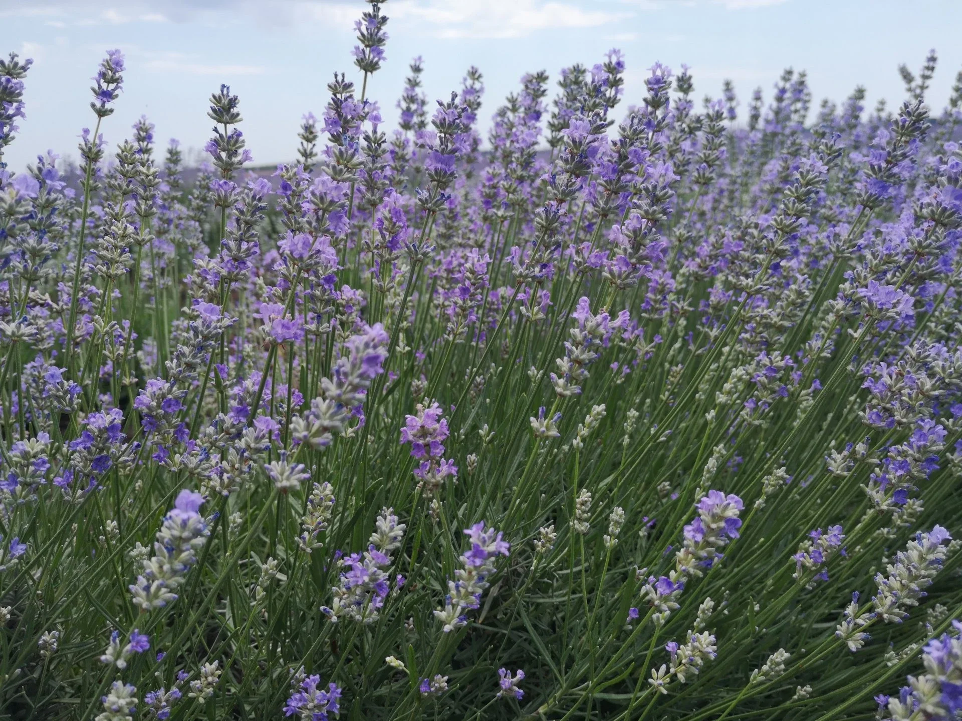 Lavender+Essential+Oil